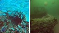 Shock shipwreck photos reveal algae bloom devastation