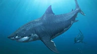 Sharks nearly went extinct 19 million years ago