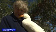 Surfing Gold Coast duck offers more than just quacks