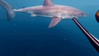 Spear-fisher's close encounter with great white caught on GoPro