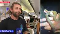 Stowaway snake causes panic on Australian flight