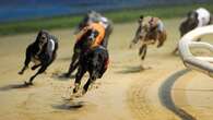 Greyhound Racing NSW CEO steps down after allegations of animal abuse