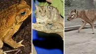Tassie tigers and toad war: De-extinction giant's Aussie projects