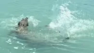 Wild footage shows the moment croc 'comes charging' for angler's catch