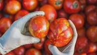 Growers losing thousands amid 'heavy-handed' tomato virus response