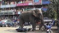 Solving India's deadly conflict between humans and elephants