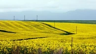 Jump in value of farmland beats all other Australian property: report