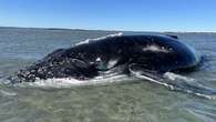 Mammoth operation leads to 'rare' outcome for stranded 10-metre humpback whale