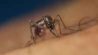 Genetically modified mosquitoes could soon be released in one Aussie state