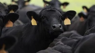 Cattle, lamb slaughters rocket up as droughts, floods hit farmers