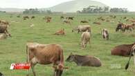 Victorian farmers losing 20c a litre on milk as 'green drought' dries up land