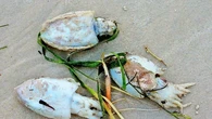 Toxic algae hits precious South Australian waterway