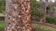 Game causes 'distressing' damage to old trees at Aussie parklands