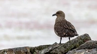 Australia on alert after deadly bird flu reaches mainland Antarctica