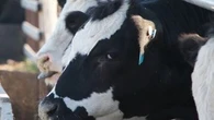 Aussie cattle company unveils beef with unexpected benefit