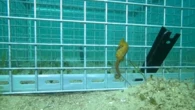 Seahorse 'hotels' dropped into Sydney Harbour to help conservation