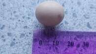 Couple find tiny 10mm egg inside full-sized chook egg