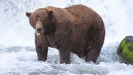 'Chunk' crowned winner of Fat Bear Week 2025