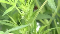Man 'fled to neighbours before arrest over cannabis plants'