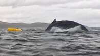 'Thought I was dead': Humpback whale swallows kayaker before spitting him out