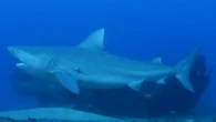 Why US researchers are putting cameras on great white sharks