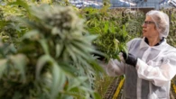 Practitioners targeted in medicinal cannabis crackdown