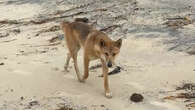 Campers rescue tourist chased, bitten by dingo on K'gari