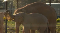 Young elephants make a splash at Werribee Zoo
