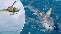 Shark sightings rise by 60 per cent in WA