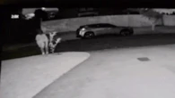 Lemon tree stolen from woman's yard in bizarre 4am heist