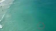 Swimmers evacuate as chilling footage shows tiger shark metres from shore