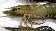 White spot virus found in wild NSW prawns for the first time