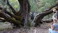 Anger after 800-year-old peppermint tree cut down