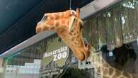 'A bit disappointing': Giraffe in Myer's Christmas window display vandalised