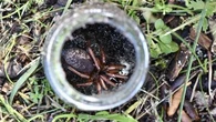 Mystery 'gem' spider discovered in Perth bushland