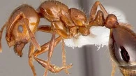 Devastating invasive species discovered in new neighbourhood