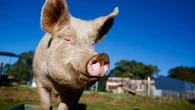 Major pig-to-human organ transplant milestone marks world first