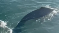 Humpback whale spotted in Sydney Harbour