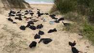 Disgusting discovery at Aussie beach sparks warning to dog owners