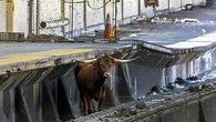 Bull on tracks halts trains at major US train station