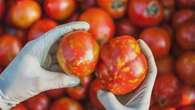 Fears of skyrocketing tomato prices as virus threatens crops