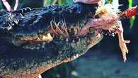 World's largest captive crocodile Cassius dies in Australia