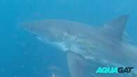 'Looking right at me': Man's incredible close-up with huge shark