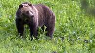 Man kills grizzly bear after it attacked while he was berry picking