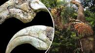 Giant claws belonged to bizarre new dinosaur