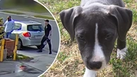 Search for two thieves who took pet staffy from Perth home