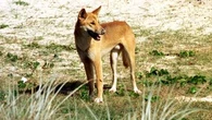 Fear of cross-border dingo 'explosion' in wake of protection order