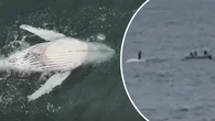 Authorities receive shocking video of person standing on dead whale south of Sydney