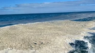 Toxic algae spreads close to dolphin sanctuary
