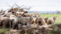 More than 1000 sheep stolen in third livestock theft at farm